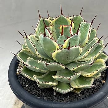 アガベ　吉祥冠錦　10号鉢つき　フルムーン株6株つき❗ アガベ 吉祥冠錦 10号鉢つき フルムーン株6株つき❗